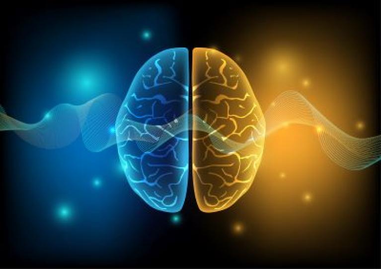 image of brain