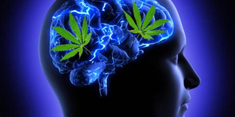 marijuana the teenage brain